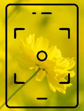 Ein Symbol einer Kamera mit einer gelben Blume im Hintergrund.
