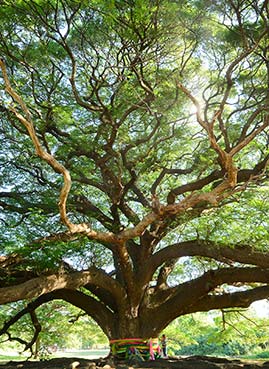 Ein Baum mit vielen Ästen. Ein Baum mit vielen Ästen.