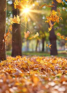 Sonnenlicht strömt durch Herbstblätter in einem Park. Sonnenlicht strömt durch Herbstblätter in einem Park.