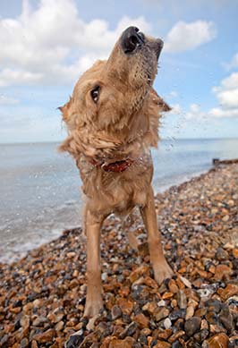 Golden Retriever schüttelt Wasser an einem Kiesstrand ab.