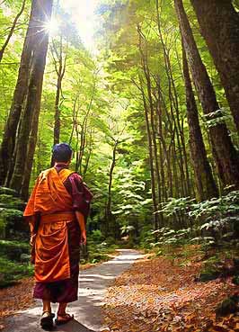 Eine Person in einem traditionellen orangefarbenen Gewand, die durch einen sonnenbeschienenen Waldweg geht.