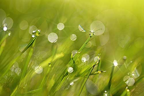 Morgentau glitzert auf grünem Gras.