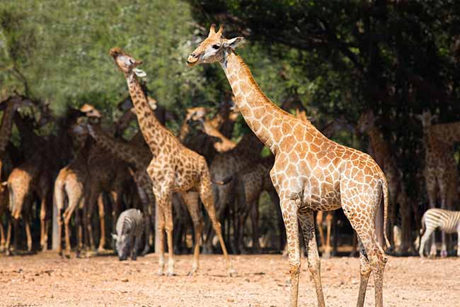 Eine Gruppe Giraffen steht zusammen in einem sonnigen, von Bäumen gesäumten Bereich, im Hintergrund grasen einige Zebras.