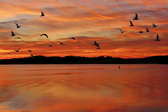 Eine Vogelgruppe fliegt während eines leuchtenden Sonnenuntergangs über einem ruhigen Gewässer. Der Himmel und die Wolken weisen Schattierungen von Orange und Rot auf.