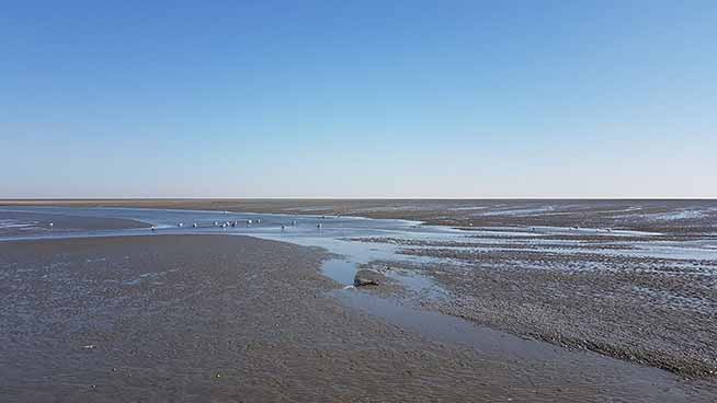 Ein weites, schlammiges Watt mit vereinzelten Wassertümpeln und einer alten Holzbarriere, die sich unter einem klaren, blauen Himmel horizontal über die Mitte erstreckt.