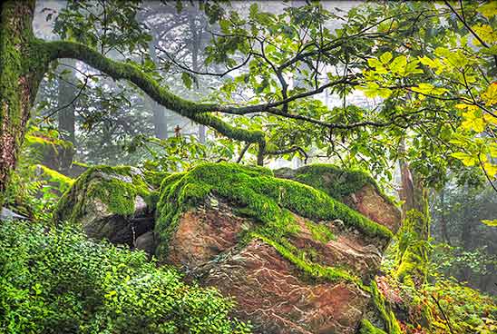 Eine Waldszene mit großen, mit Moos bedeckten Felsen unter einem Blätterdach aus Bäumen mit grünen Blättern.