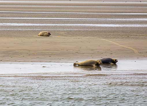 Drei Seehunde ruhen sich auf einem Sandstrand neben dem Wasser aus, ein Seehunf weiter oben am Ufer und die anderen beiden in der Nähe der Wasserkante.