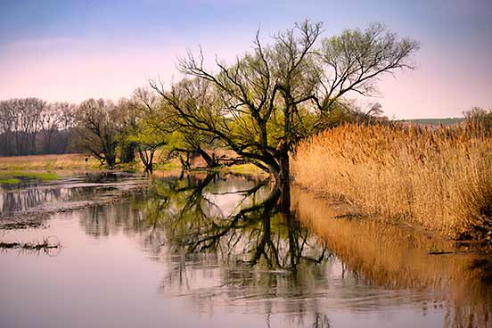 Bäume mit grünen Blättern spiegeln sich in einem ruhigen Fluss, umgeben von trockenem, hohem Schilfgras, unter einem pastellfarbenen Himmel.