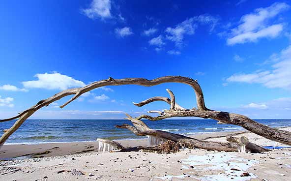 Ein umgestürzter Baum mit kahlen Ästen liegt an einem Sandstrand in der Nähe des Meeres unter einem strahlend blauen Himmel mit vereinzelten Wolken.