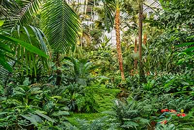 Üppig grüner Indoor-Regenwald mit verschiedenen Arten tropischer Pflanzen und Farne, eingeschlossen in einer Glasstruktur.