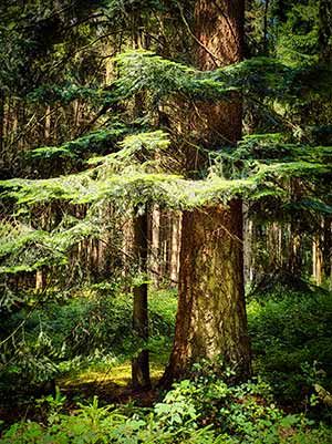 Ein großer Baum mit dicken Ästen und üppigem grünem Laub steht in einem dichten Wald, umgeben von Grün und Unterholz.