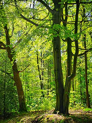 Ein sonnenbeschienener Wald mit dichtem grünem Laub und zwei markanten Bäumen im Vordergrund.