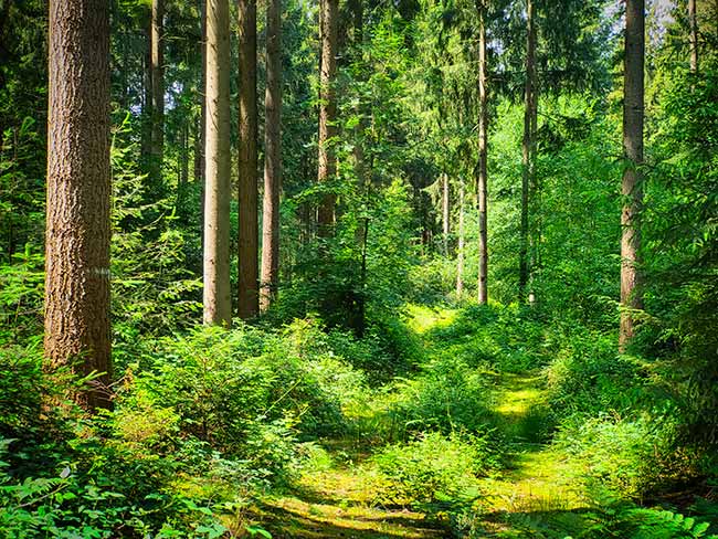 Ein sonnenbeschienener Wald mit hohen Bäumen und dichtem Grün, darunter Farne und Büsche, der einen schmalen, grasbewachsenen Pfad umgibt.