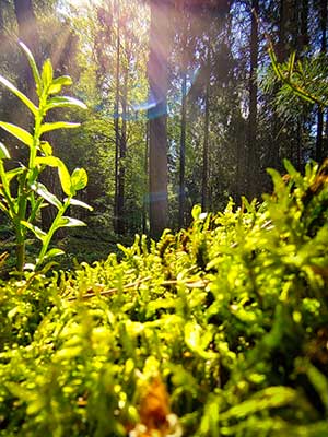 Sonnenlicht fällt durch einen dichten Wald und beleuchtet grünes Moos und Laub im Vordergrund.