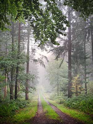Ein nebliger Waldweg, umgeben von hohen Bäumen und dichtem Laub in einem Wald.