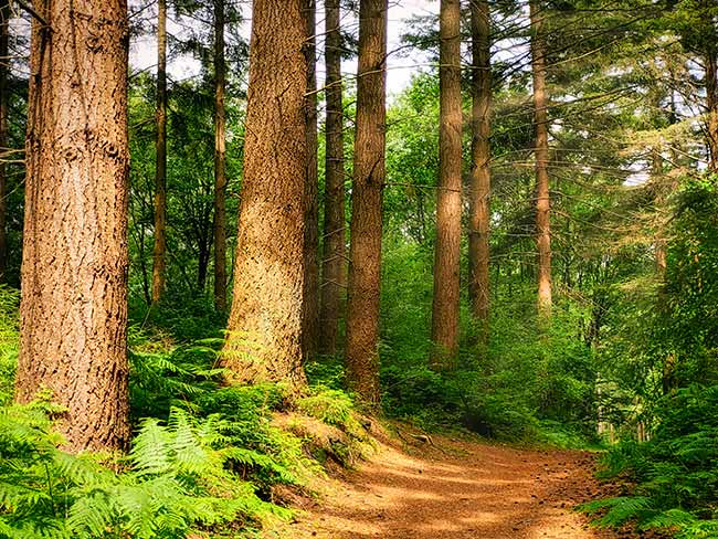 Ein Waldweg schlängelt sich durch einen dichten Wald mit hohen Bäumen und üppigen grünen Farnen im Sonnenlicht.